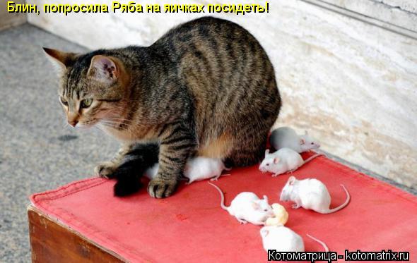 Котоматрица: Блин, попросила Ряба на яичках посидеть!