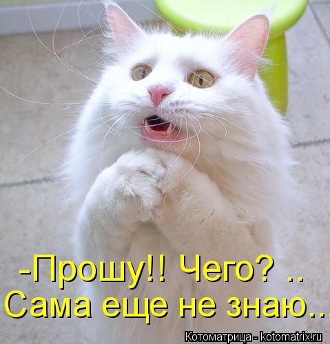 -Прошу!! Чего? .. Сама еще не знаю...... Котоматрица: -Прошу!! Чего? .. Сама еще не знаю...