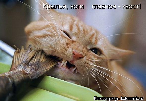 Котоматрица: Крылья, ноги... главное - хвост!