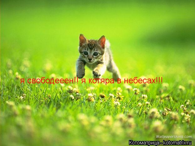 я свободееен!! я котяра в небесах!!!... Котоматрица: я свободееен!! я котяра в небесах!!!