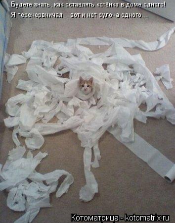 Котоматрица: Будете знать, как оставлять котёнка в доме одного! Я перенервничал...  вот и нет рулона одного...