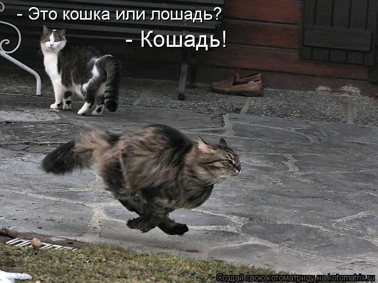 Котоматрица: - Это кошка или лошадь? - Кошадь!