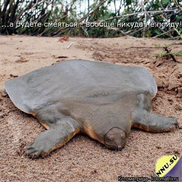 ...а будете смеяться - вообще никуда не пойду!... Котоматрица: ...а будете смеяться - вообще никуда не пойду!