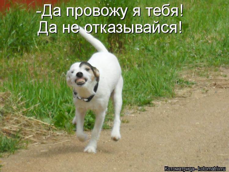 -Да провожу я тебя! Да не отказывайся!... Котоматрица: -Да провожу я тебя! Да не отказывайся!