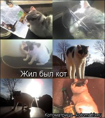 Жил был кот... Котоматрица: Жил был кот