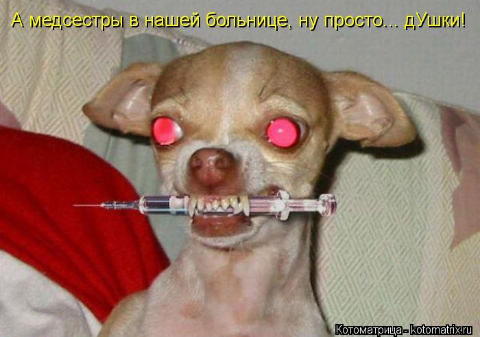 А медсестры в нашей больнице, ну просто... дУшки!... Котоматрица: А медсестры в нашей больнице, ну просто... дУшки!