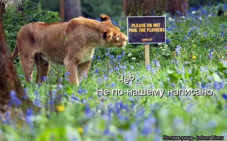 Чё?.. Не по-нашему написано.... Котоматрица: Чё?.. Не по-нашему написано.