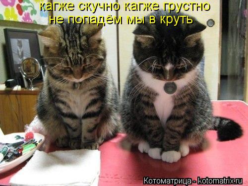 кагже скучно кагже грустно не попадём мы в круть... Котоматрица: кагже скучно кагже грустно не попадём мы в круть
