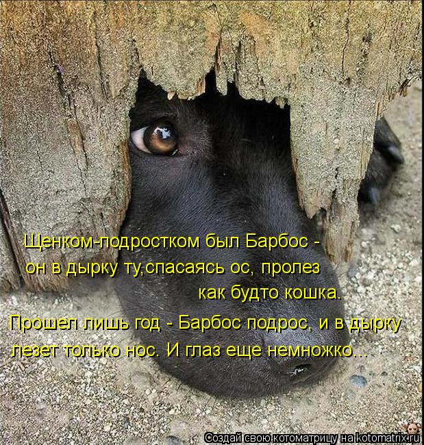 Котоматрица: Щенком-подростком был Барбос -  он в дырку ту,спасаясь ос, пролез как будто кошка. Прошел лишь год - Барбос подрос, и в дырку лезет только нос. 