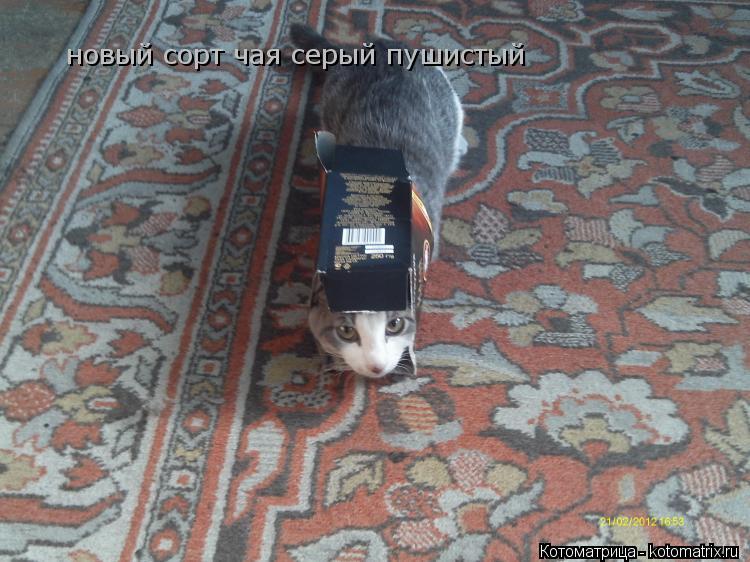 новый сорт чая серый пушистый... Котоматрица: новый сорт чая серый пушистый