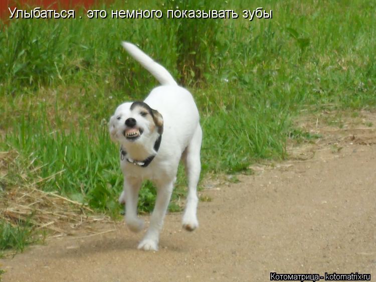 Улыбаться – это немного показывать зубы... Котоматрица: Улыбаться – это немного показывать зубы