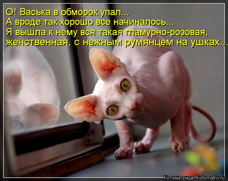 О! Васька в обморок упал... А вроде так хорошо все начиналось... Я вышла к нему вся такая гламурно-ро... Котоматрица: О! Васька в обморок упал... А вроде так хорошо все начиналось... Я вышла к нему вся такая гламурно-розовая, женственная, с нежным румянцем на уш