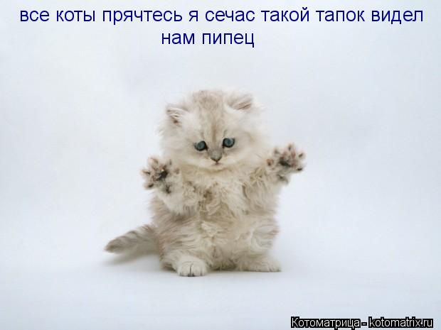 все коты прячтесь я сечас такой тапок видел нам пипец... Котоматрица: все коты прячтесь я сечас такой тапок видел нам пипец