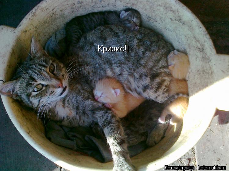 Кризис!!... Котоматрица: Кризис!!