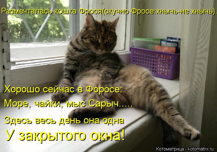 Размечталась кошка Фрося(скучно Фросе:хнычь-не хнычь)... Хорошо сейчас в Форосе: Море, чайки, мыс Са... Котоматрица: Размечталась кошка Фрося(скучно Фросе:хнычь-не хнычь)... Хорошо сейчас в Форосе: Море, чайки, мыс Сарыч..... Здесь весь день она одна У закрытог