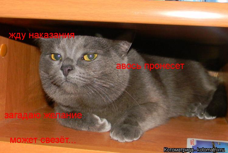 жду наказания авось пронесет загадаю желание может свезёт...... Котоматрица: жду наказания авось пронесет загадаю желание может свезёт...