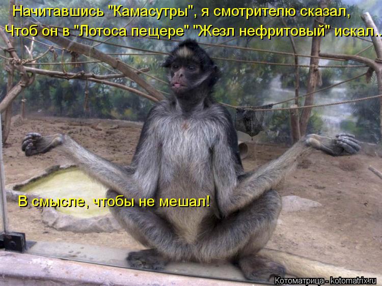 Начитавшись "Камасутры", я смотрителю сказал, Чтоб он в "Лотоса пещере" "Жезл нефритовый" искал... В ... Котоматрица: Начитавшись "Камасутры", я смотрителю сказал, Чтоб он в "Лотоса пещере" "Жезл нефритовый" искал... В смысле, чтобы не мешал!