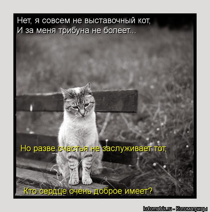 Котоматрица: Нет, я совсем не выставочный кот,  Но разве счастья не заслуживает тот,  Кто сердце очень доброе имеет? И за меня трибуна не болеет...