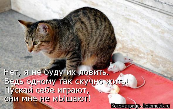 Нет, я не буду их ловить. Ведь одному так скучно жить! Пускай себе играют, они мне не мЫшают!... Котоматрица: Нет, я не буду их ловить. Ведь одному так скучно жить! Пускай себе играют, они мне не мЫшают!