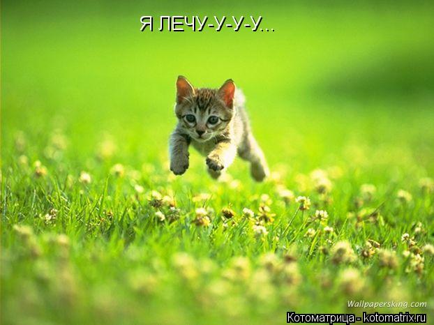 Котоматрица: Я ЛЕЧУ-У-У-У...