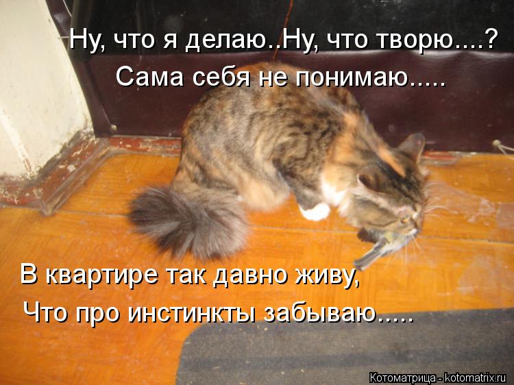 Сама себя не понимаю..... Ну, что я делаю..Ну, что творю....? В квартире так давно живу, Что про инст... Котоматрица: Сама себя не понимаю..... Ну, что я делаю..Ну, что творю....? В квартире так давно живу, Что про инстинкты забываю.....
