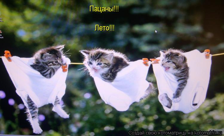Пацаны!!! Лето!!!... Котоматрица: Пацаны!!! Лето!!!