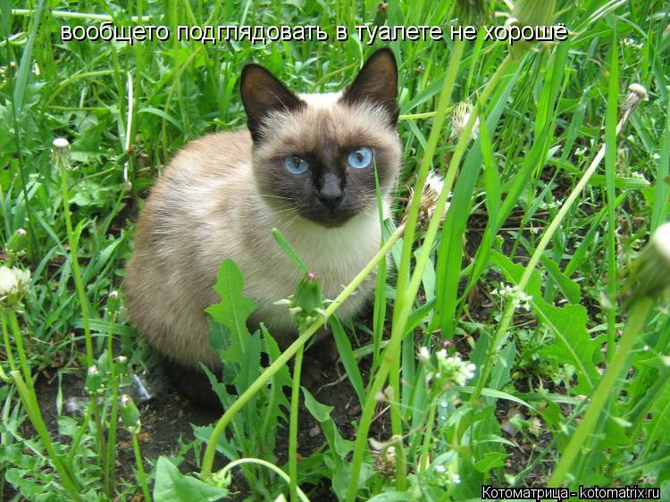 вообщето подглядовать в туалете не хорошё... Котоматрица: вообщето подглядовать в туалете не хорошё