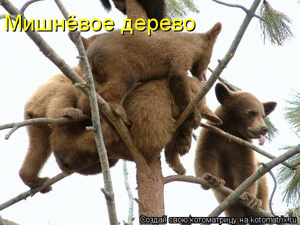 Мишнёвое дерево... Котоматрица: Мишнёвое дерево
