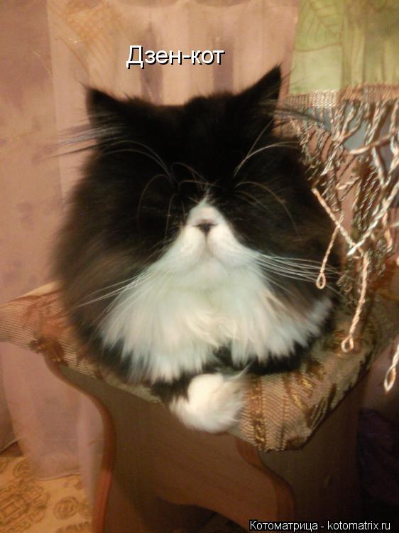 Дзен-кот... Котоматрица: Дзен-кот