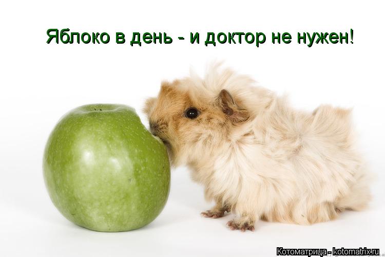 Яблоко в день - и доктор не нужен!... Котоматрица: Яблоко в день - и доктор не нужен!