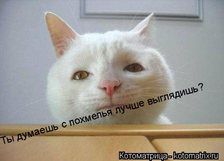 Ты думаешь с похмелья лучше выглядишь?... Котоматрица: Ты думаешь с похмелья лучше выглядишь?