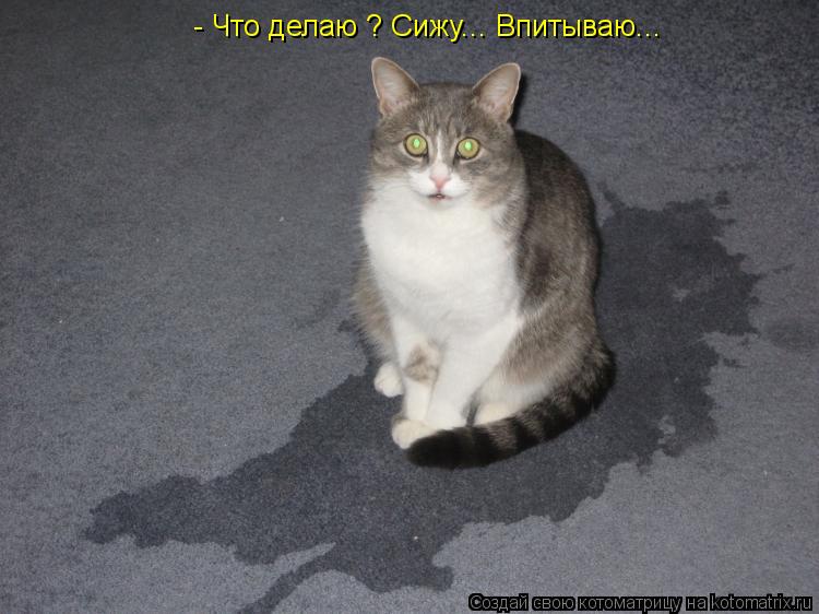 Котоматрица: - Что делаю ? Сижу... Впитываю...