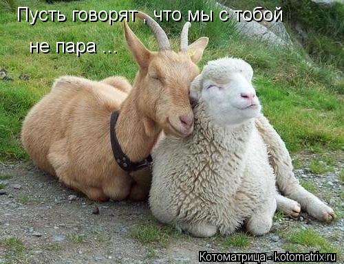 Пусть говорят , что мы с тобой не пара ...... Котоматрица: Пусть говорят , что мы с тобой не пара ...