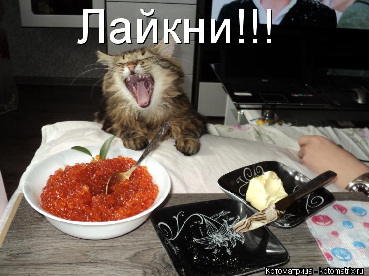 Котоматрица: Лайкни!!!