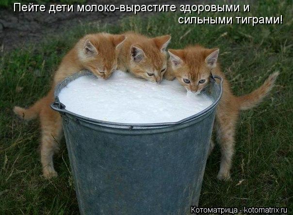 Котоматрица: Пейте дети молоко-вырастите здоровыми и  сильными тиграми!