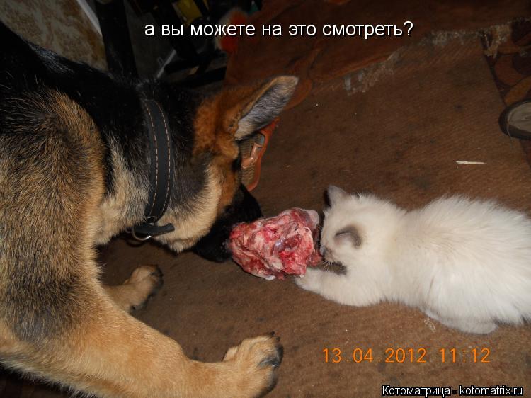 а вы можете на это смотреть?... Котоматрица: а вы можете на это смотреть?