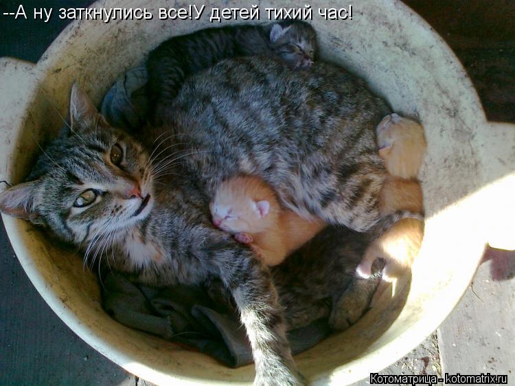 Котоматрица: --А ну заткнулись все!У детей тихий час!