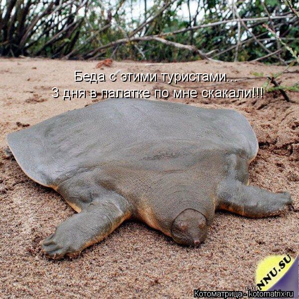 Беда с этими туристами... 3 дня в палатке по мне скакали!!!... Котоматрица: Беда с этими туристами... 3 дня в палатке по мне скакали!!!