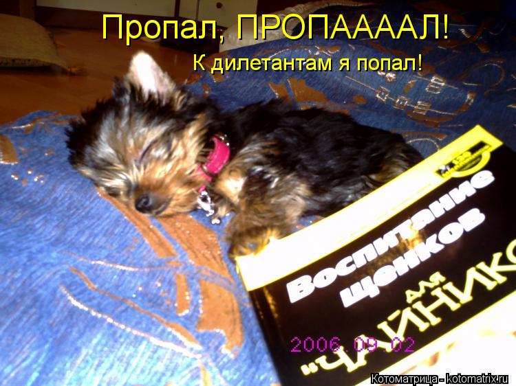 Пропал, ПРОПААААЛ! К дилетантам я попал!... Котоматрица: Пропал, ПРОПААААЛ! К дилетантам я попал!