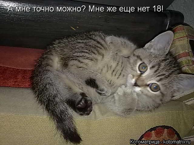 А мне точно можно? Мне же еще нет 18!... Котоматрица: А мне точно можно? Мне же еще нет 18!