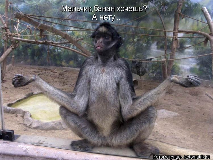 Мальчик,банан хочешь? А нету...... Котоматрица: Мальчик,банан хочешь? А нету...