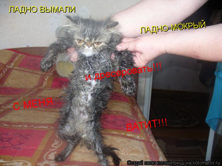 ЛАДНО ВЫМАЛИ ЛАДНО МОКРЫЙ и дресеровать!!! С МЕНЯ... ВАТИТ!!!... Котоматрица: ЛАДНО ВЫМАЛИ ЛАДНО МОКРЫЙ и дресеровать!!! С МЕНЯ... ВАТИТ!!!
