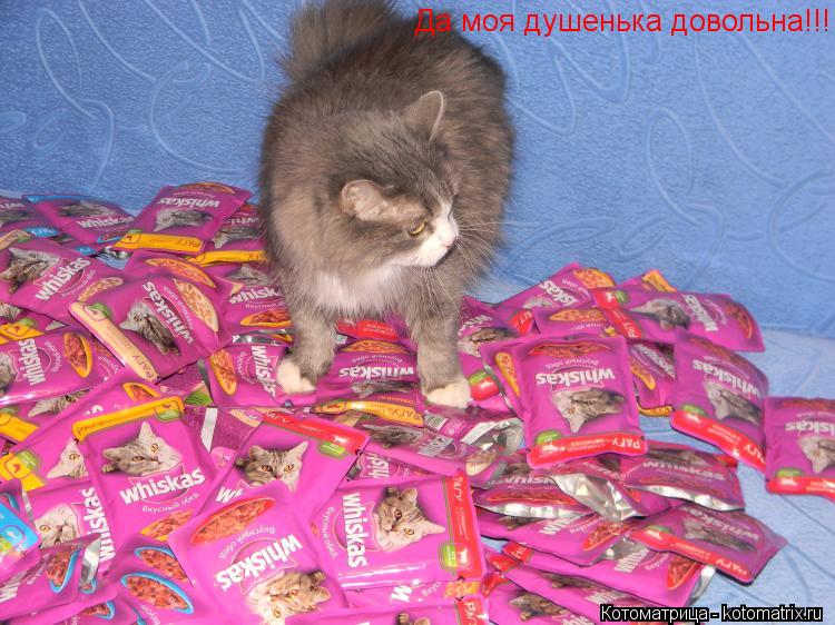 Да моя душенька довольна!!!... Котоматрица: Да моя душенька довольна!!!