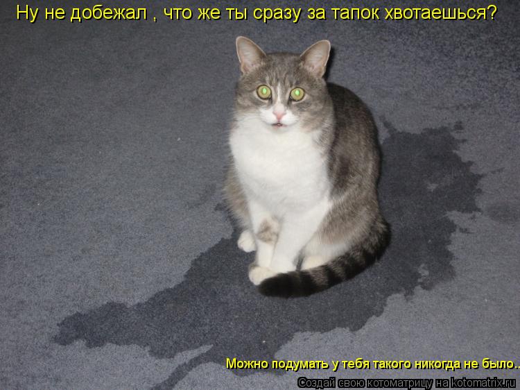 Ну не добежал , что же ты сразу за тапок хвотаешься? Можно подумать у тебя такого никогда не было...... Котоматрица: Ну не добежал , что же ты сразу за тапок хвотаешься? Можно подумать у тебя такого никогда не было...