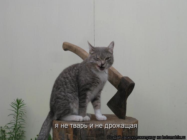 я не тварь и не дрожащая... Котоматрица: я не тварь и не дрожащая