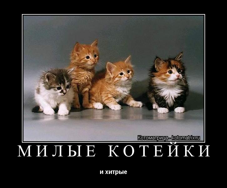 милые котейки и хитрые... Котоматрица: милые котейки и хитрые
