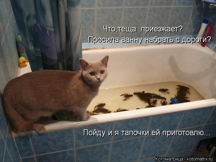 Котоматрица: Что,тёща  приезжает? Просила ванну набрать с дороги? Пойду и я тапочки ей приготовлю...