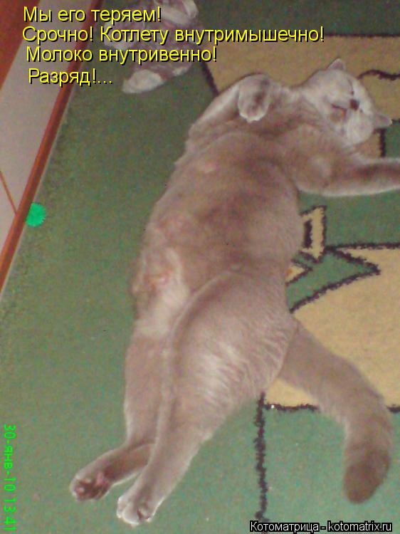 Котоматрица: Мы его теряем! Срочно! Котлету внутримышечно! Молоко внутривенно! Разряд!...