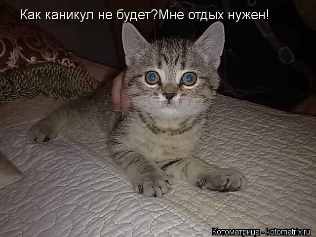 Котоматрица: Как каникул не будет?Мне отдых нужен!