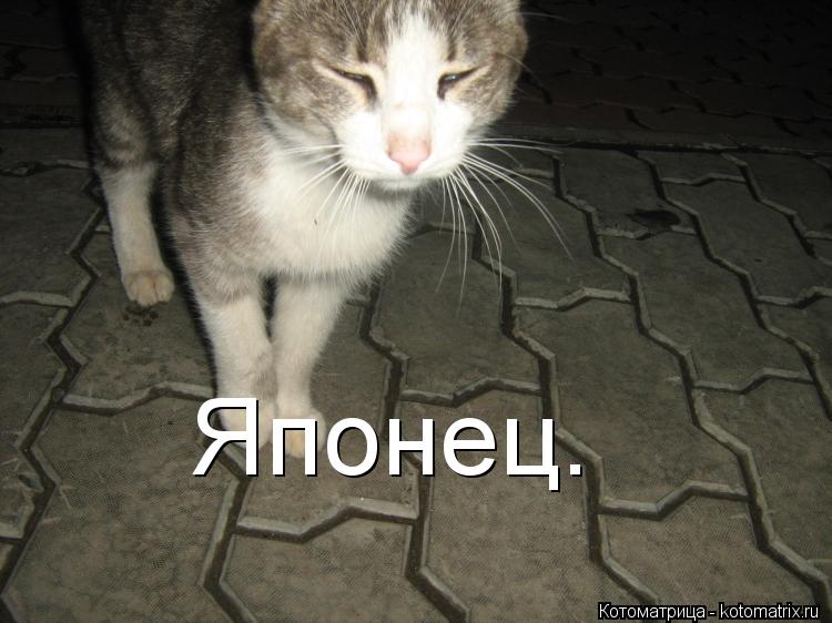 Японец.... Котоматрица: Японец.